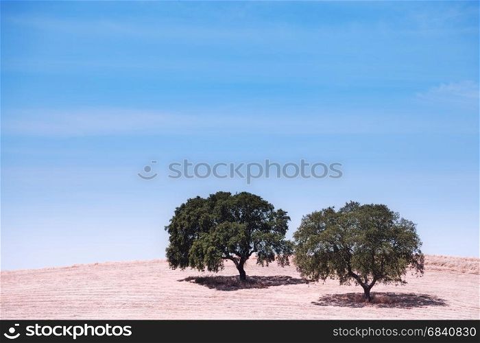 Two trees at the hill over blue sky