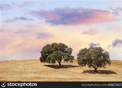 Two trees at the hill over sunset sky. Countryside rural landscape