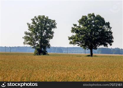 Two trees in the middle of the corn field. Foggy field with cereal and trees on the back. Spring landscape with cornfield, trees and sky. Classic rural landscape in Latvia.
