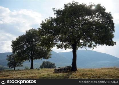Two trees near mountain, Turjey