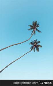 Two tropical coconut palm trees over clear blue sky vintage color stylized vertical with copy space