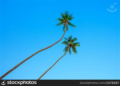 Two tropical coconut palm trees with big green leaf crowns over clear blue sky backround