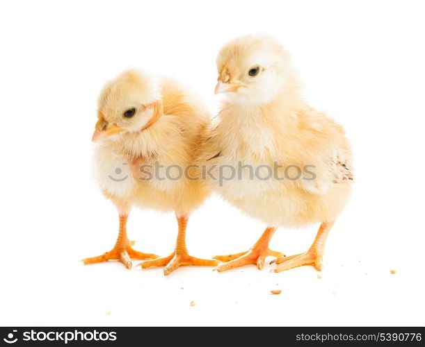 Two various chicks peck millet, isolated on white