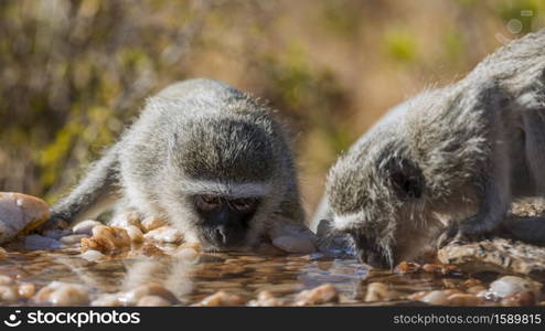 Two Vervet monkeys portrait drinking in waterhole in Kruger National park, South Africa ; Specie Chlorocebus pygerythrus family of Cercopithecidae. Vervet monkey in Kruger National park, South Africa