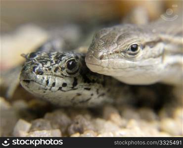 two very friendly lizards