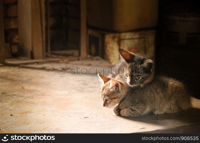 two very small kittens in the field barn