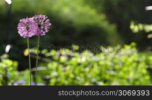 Two violet ball flowers swinging in the wind. Blurry greenery in the background