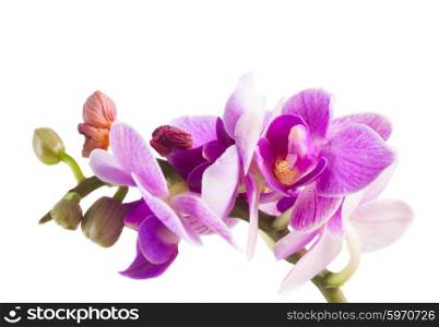 Two violet orchids . Mauve orchids close up isolated on white background