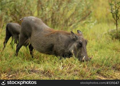 Two Warthogs (Phacochoerus aethiopicus) looking for meal in a forest, Okavango Delta, Botswana