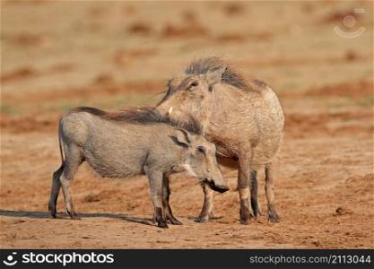 Two warthogs (Phacochoerus africanus) in natural habitat, South Africa