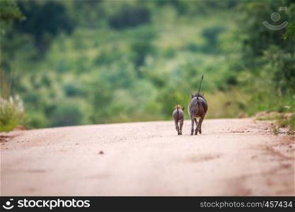 Two Warthogs running away in the Kruger National Park, South Africa.