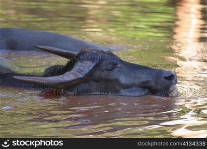 Two Water buffaloes (Bubalus bubalis) swimming in water, Thailand