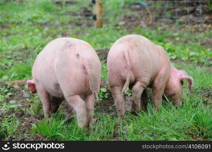 Two weaners
