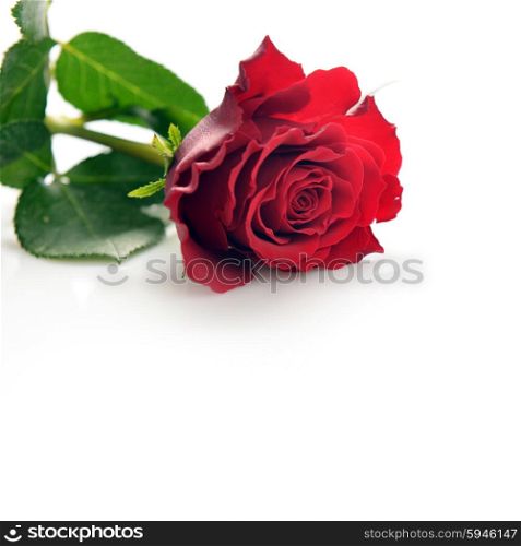 Two wedding bands and red rose