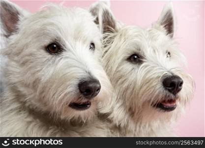 Two West Highland Terrier Dogs In Studio