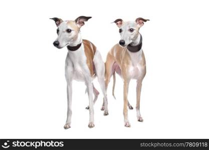Two Whippet hounds. Two Whippet hounds in front of white background