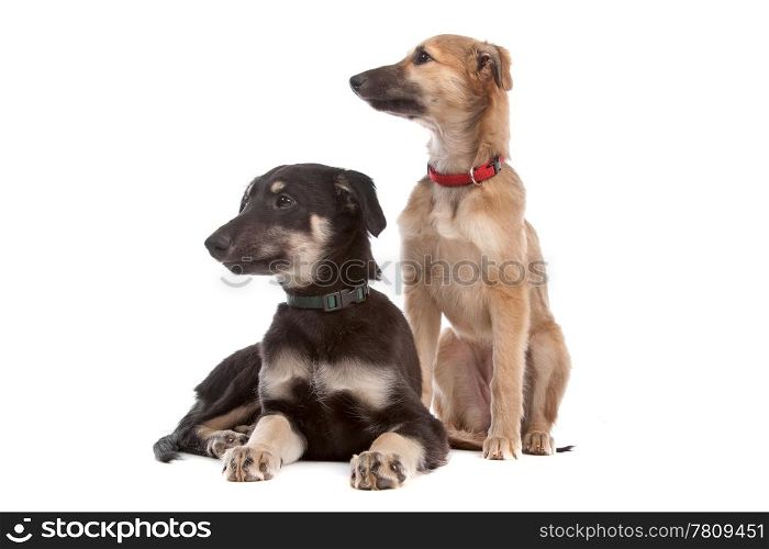 two whippet puppy dogs. two whippet puppy dogs in front of a white background