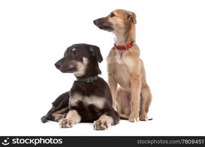 two whippet puppy dogs. two whippet puppy dogs in front of a white background