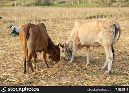 Two white and brown cow on field