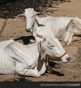 Two white cow lying on dirt, Siem Reap, Cambodia