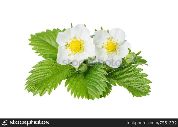 Two white flowers and green leaves of wild strawberry isolated on white background