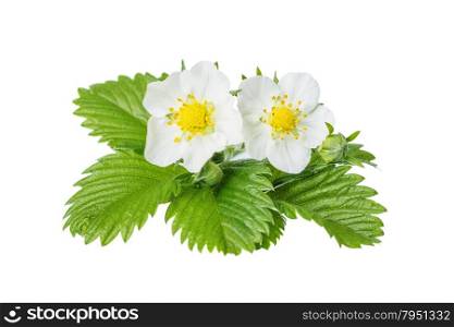 Two white flowers and green leaves of wild strawberry isolated on white background