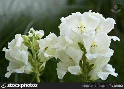 two white flowers on green background blur