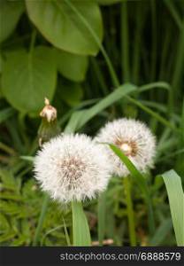 two white fluffy dandelion heads macro with green leaves and grass around bokeh in clear crisp sharp detail and intact not blown away make a wish in spring