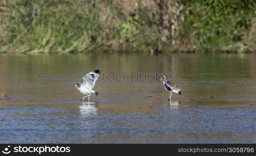 Two White headed Lapwing wading in river in Kruger National park, South Africa ; Specie Vanellus albiceps family of Charadriidae. White headed Lapwing in Kruger National park, South Africa