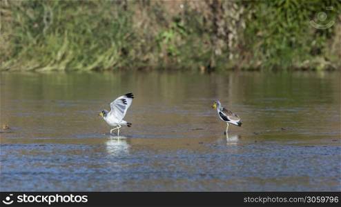 Two White headed Lapwing wading in river in Kruger National park, South Africa ; Specie Vanellus albiceps family of Charadriidae. White headed Lapwing in Kruger National park, South Africa