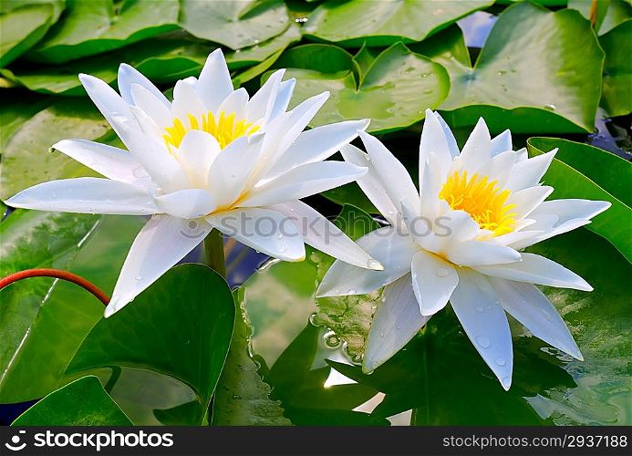 Two white lilies among the leaves in the lake