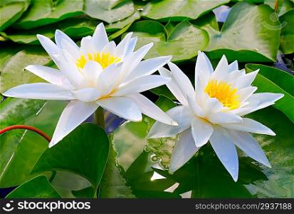 Two white lilies among the leaves in the lake