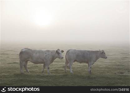 two white meat cows in early moring misty meadow in the netherlands