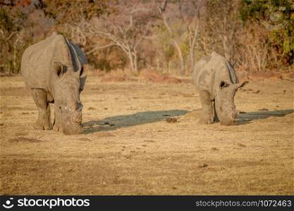 Two White rhinos grazing in the bush, South Africa.