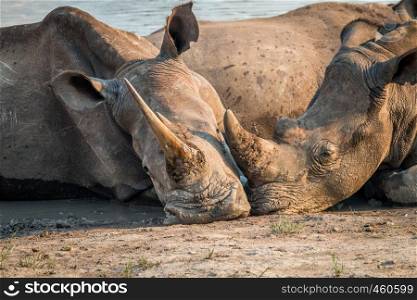 Two White rhinos laying together in the water, South Africa.