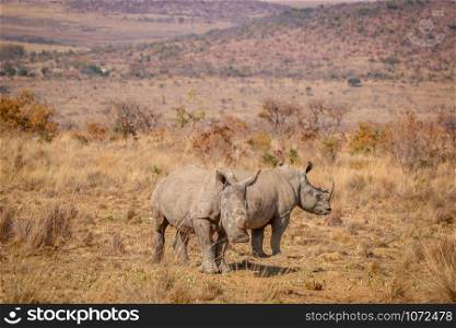 Two White rhinos standing in the grass, South Africa.