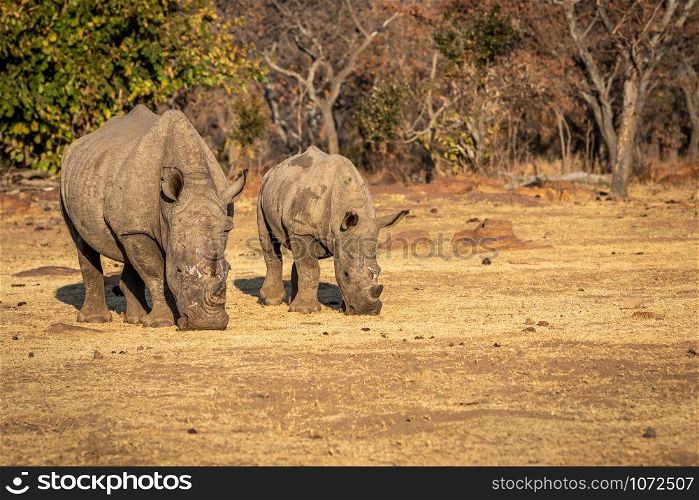 Two White rhinos standing in the grass, South Africa.