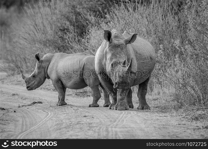 Two White rhinos standing on a bush road in black and white, South Africa.