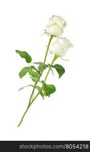 Two white roses on a long stem with green leaves isolated on white background, side view