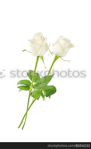 Two white roses on a long stem with green leaves isolated on white background, side view