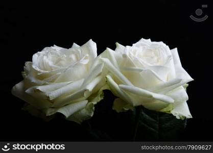 two white roses on black background