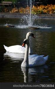 Two white swans on the lake in the city park