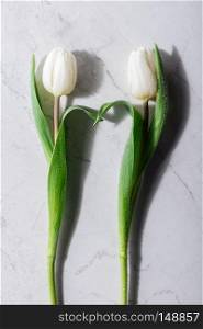Two white tulips on a marble background. Spring concept. Flat lay.. Two white tulips on a marble background.