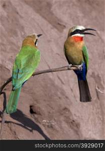 Two Whitefronted Bee-Eaters (Merops bullockoides) on the riverbank of the Chobe River in Botswana