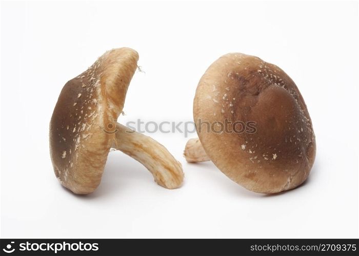 Two whole fresh shiitake mushrooms on white background