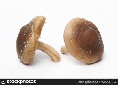 Two whole fresh shiitake mushrooms on white background