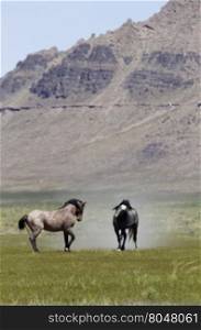 Two wild horses in Utah at Onaqui Mountains Herd Management Area in Tooele County along Pony Express Road. Stallions digging hooves in grass and raising dust.
