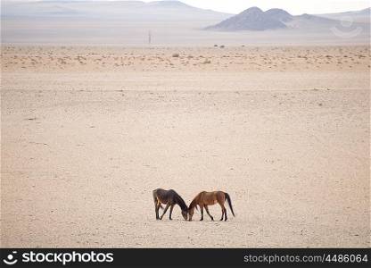 Two wild horses stand close together, facing each other, in the sand of the Namib Desert.