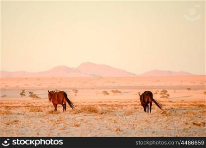Two wild horses walk along in the setting sun in the Namib Desert.