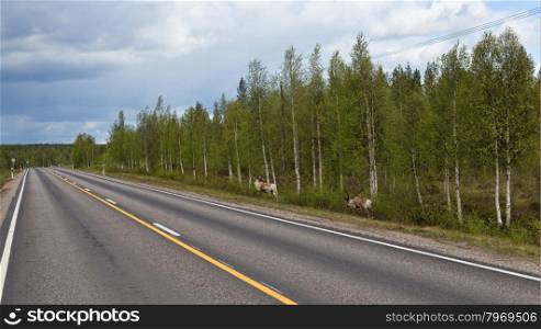 Two wild reindeer approaching on a roadside in Lapland, Scandinavia.